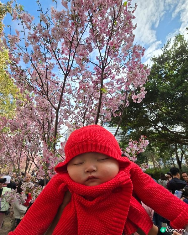 石門櫻花海🌸粉紅爆發！快閃打卡！