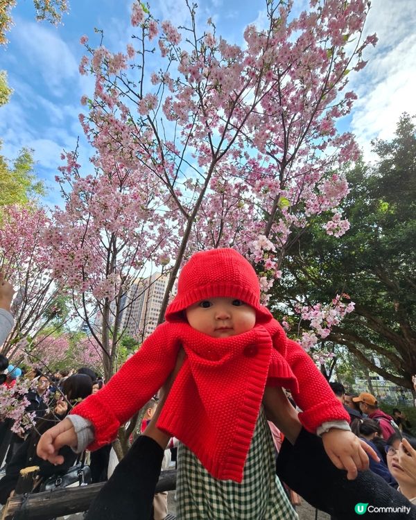 石門櫻花海🌸粉紅爆發！快閃打卡！