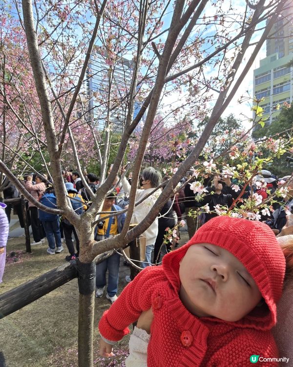 石門櫻花海🌸粉紅爆發！快閃打卡！