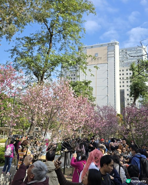 石門櫻花海🌸粉紅爆發！快閃打卡！