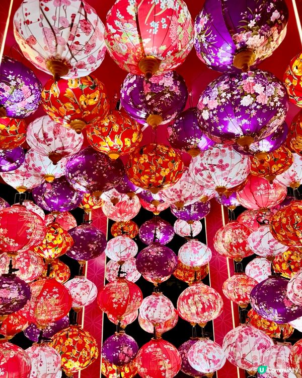 粉色浪漫櫻花海🌸✨新年必去