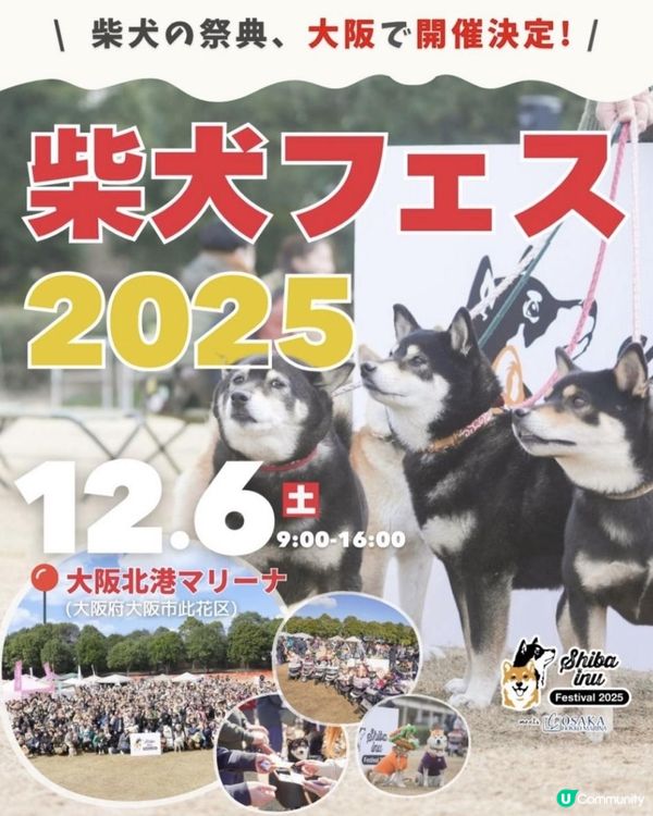 2025 大阪紅葉🍁柴犬節之旅