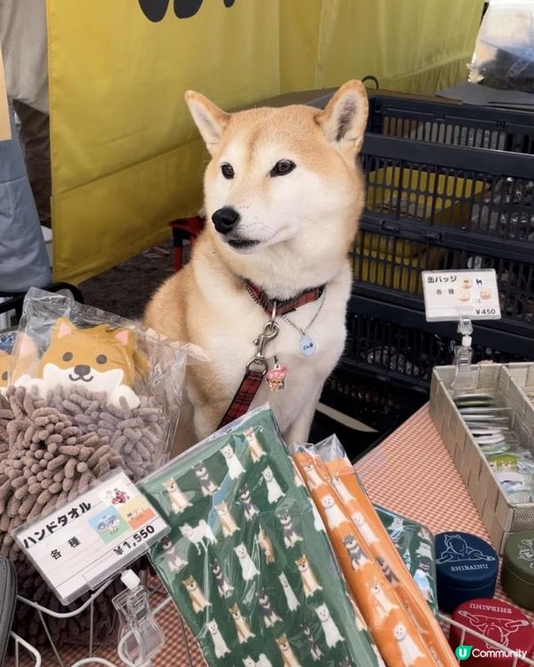 2025 大阪紅葉🍁柴犬節之旅