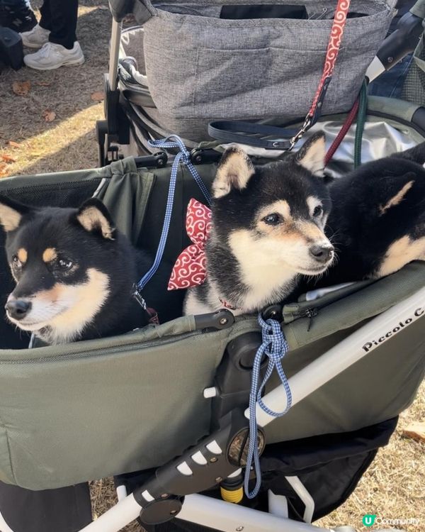 2025 大阪紅葉🍁柴犬節之旅