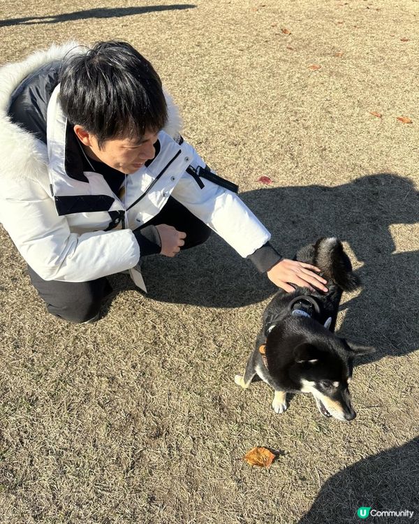 2025 大阪紅葉🍁柴犬節之旅