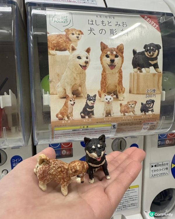 2025 大阪紅葉🍁柴犬節之旅