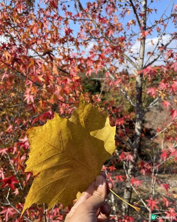 2025 大阪紅葉🍁柴犬節之旅