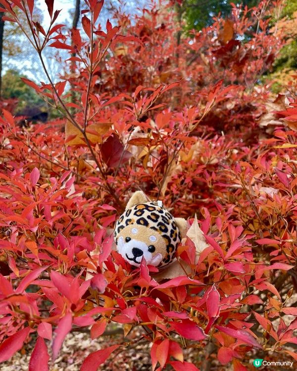 2025 大阪紅葉🍁柴犬節之旅