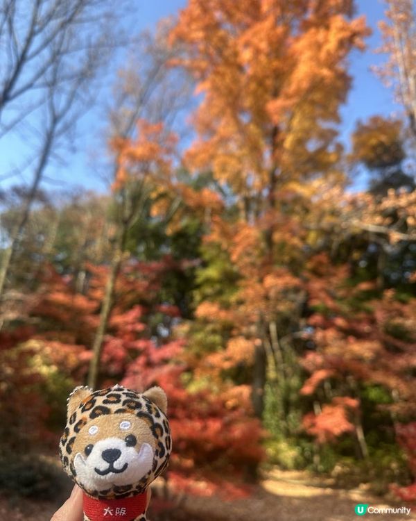 2025 大阪紅葉🍁柴犬節之旅