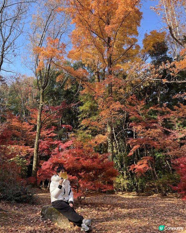 2025 大阪紅葉🍁柴犬節之旅