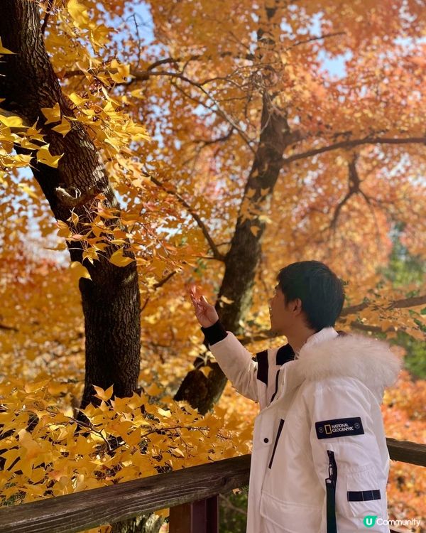 2025 大阪紅葉🍁柴犬節之旅