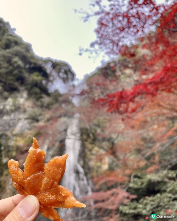 2025 大阪紅葉🍁柴犬節之旅
