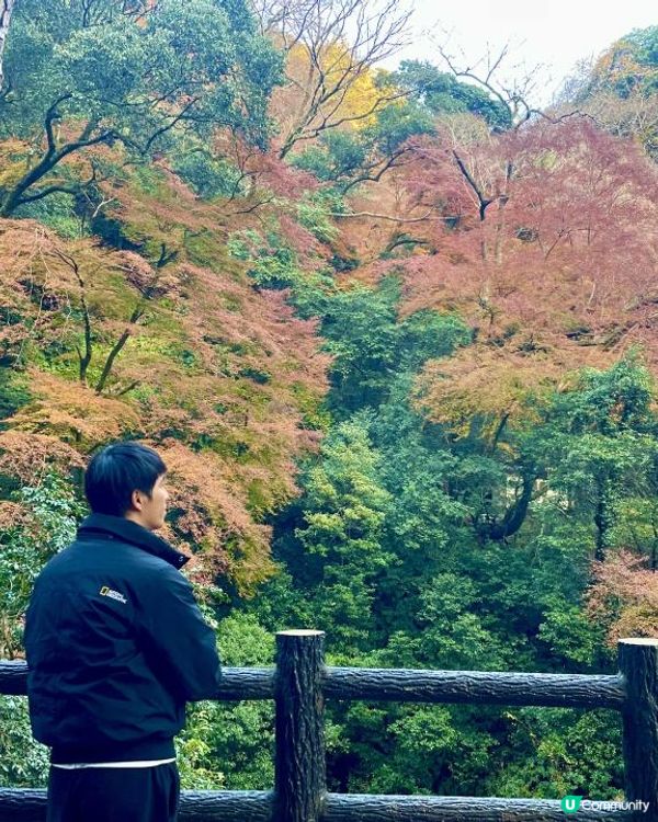 2025 大阪紅葉🍁柴犬節之旅