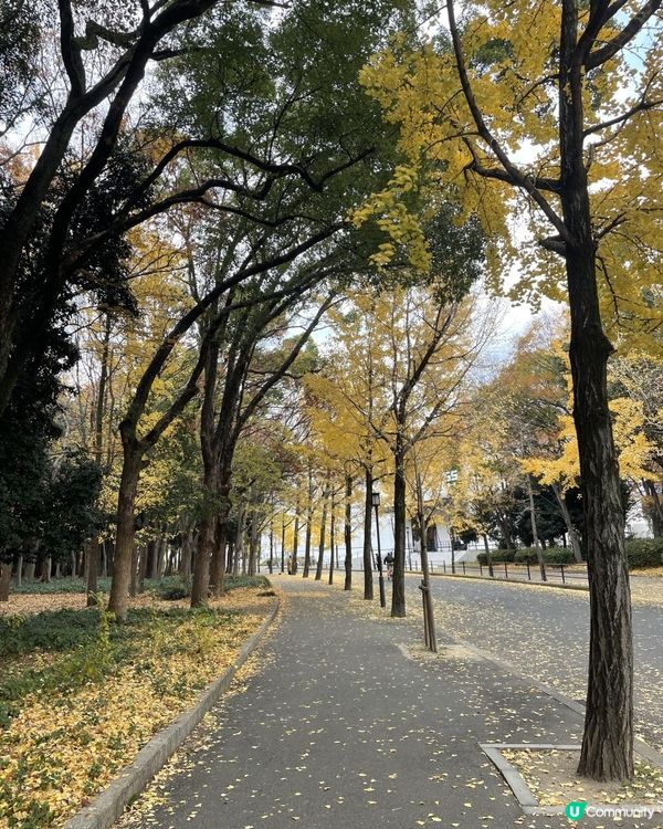 2025 大阪紅葉🍁柴犬節之旅