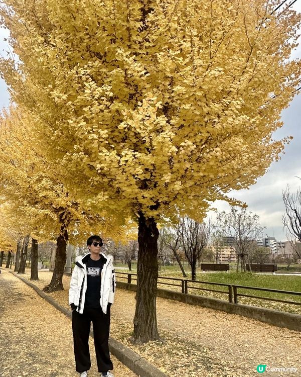 2025 大阪紅葉🍁柴犬節之旅