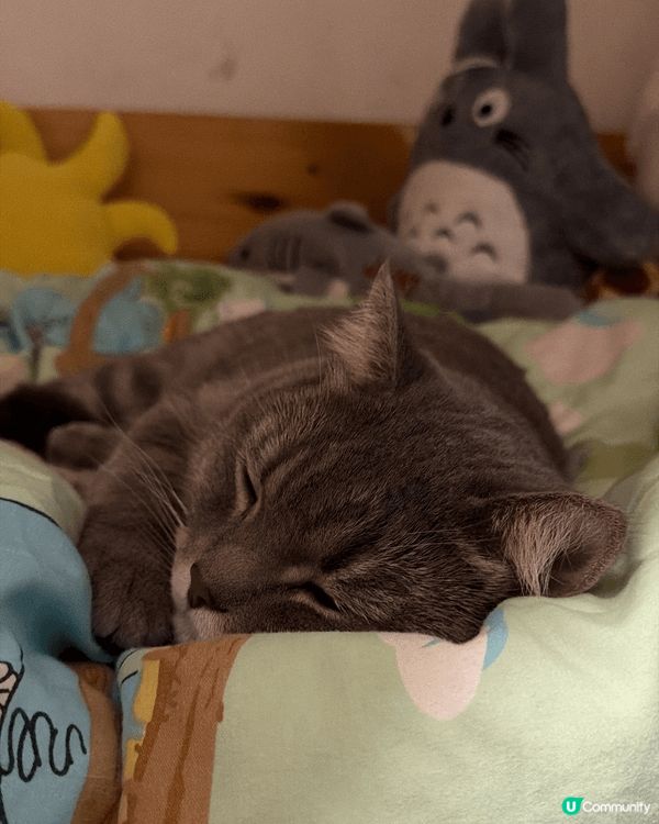 我屋企有位「大覺瞓」主子🐱，佢叫綿花糖！