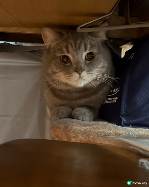 我屋企有位「大覺瞓」主子🐱，佢叫綿花糖！