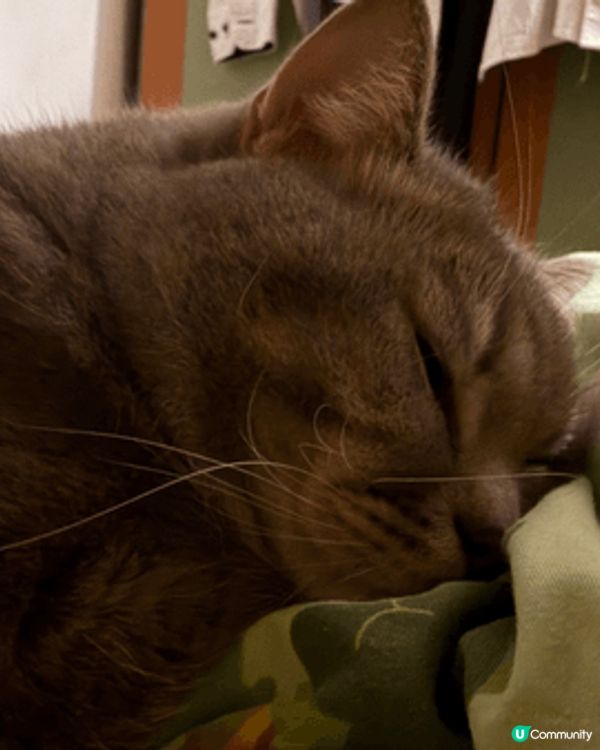 我屋企有位「大覺瞓」主子🐱，佢叫綿花糖！