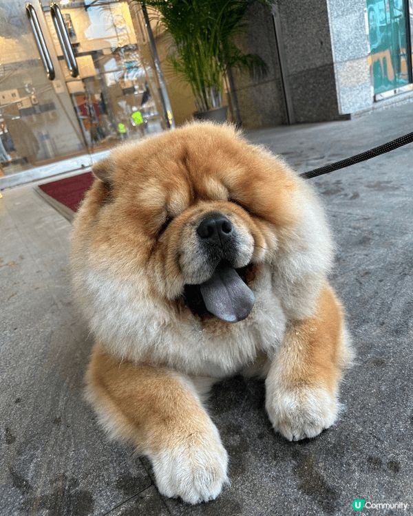 我隻狗狗需要有啲肥😂但超鐘意行山同出街～～