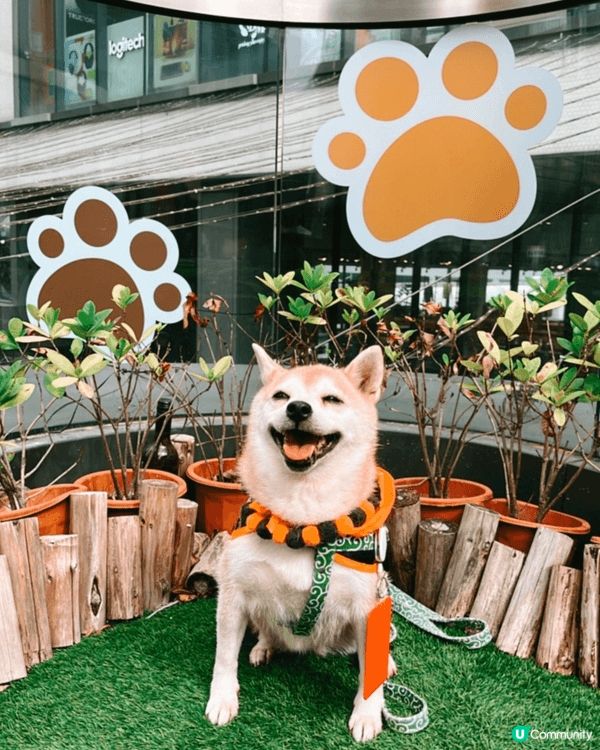 我的柴犬 「布甸」 非常有個性！🐕