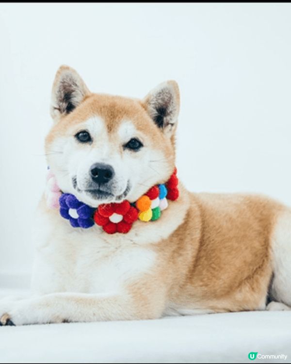 我的柴犬 「布甸」 非常有個性！🐕