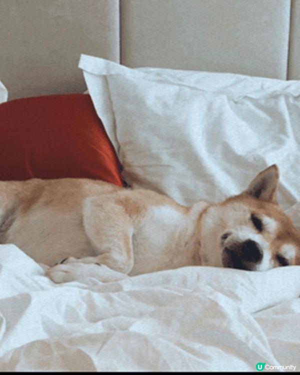 我的柴犬 「布甸」 非常有個性！🐕