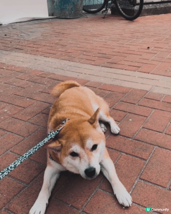 我的柴犬 「布甸」 非常有個性！🐕