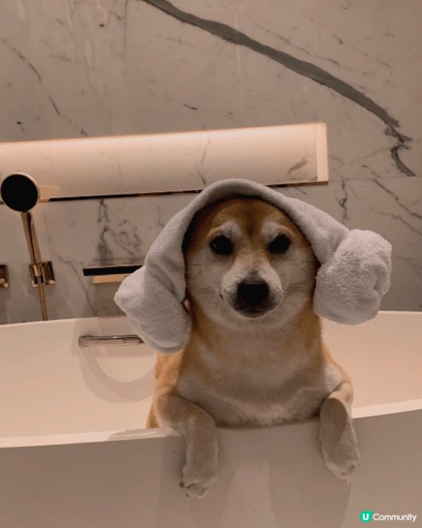我的柴犬 「布甸」 非常有個性！🐕