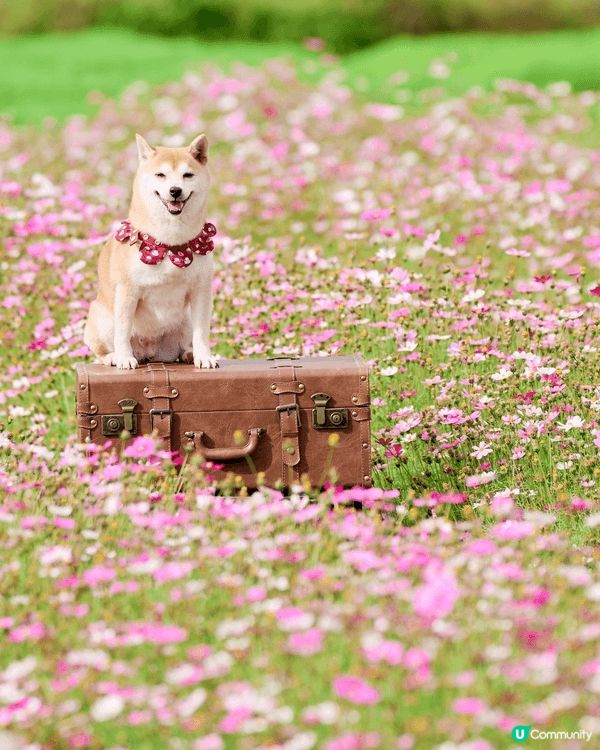 我的柴犬 「布甸」 非常有個性！🐕