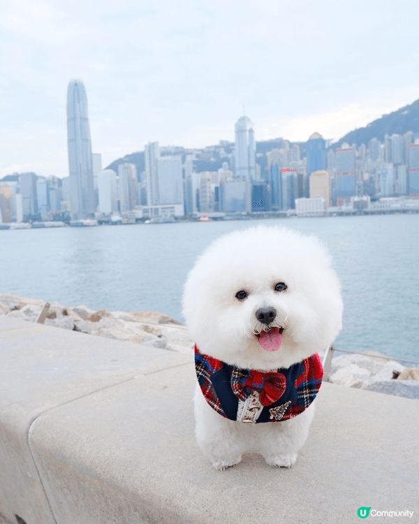 比熊小吉經常四處探索，港九新界都有他的腳毛，所以需要Spa