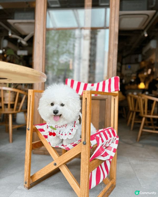 比熊小吉經常四處探索，港九新界都有他的腳毛，所以需要Spa