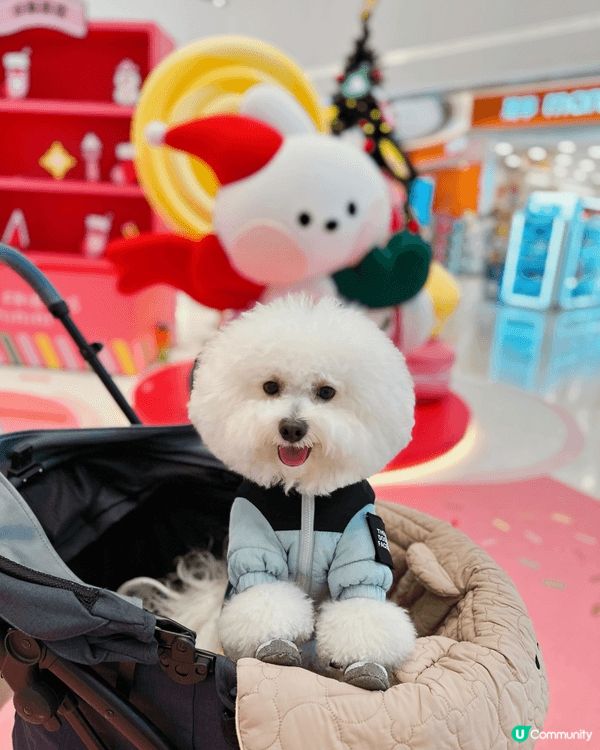 比熊小吉經常四處探索，港九新界都有他的腳毛，所以需要Spa