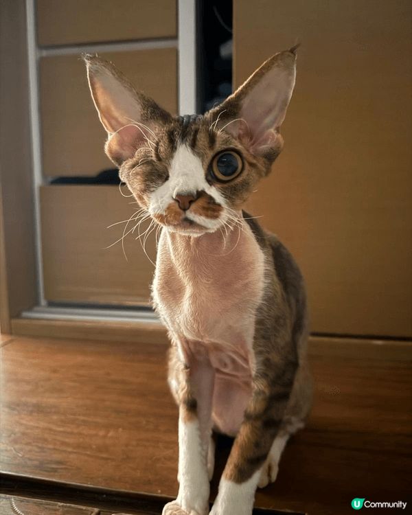 大家好，我哋係 Maze and Mella， 哥哥係 英國...