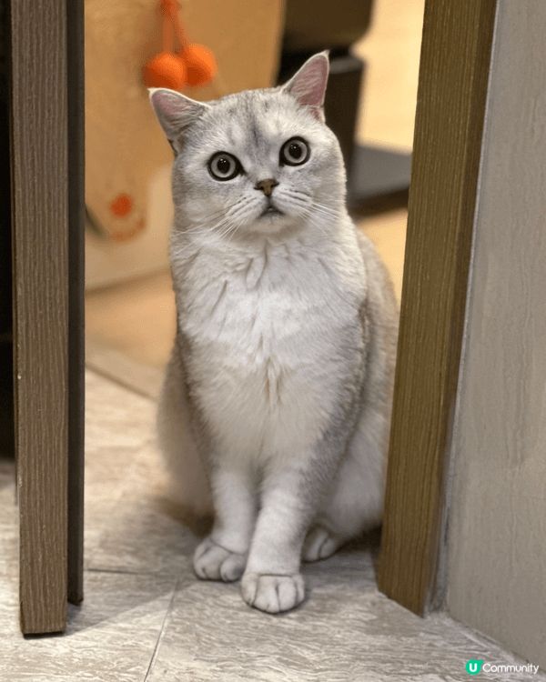 大家好，我哋係 Maze and Mella， 哥哥係 英國...