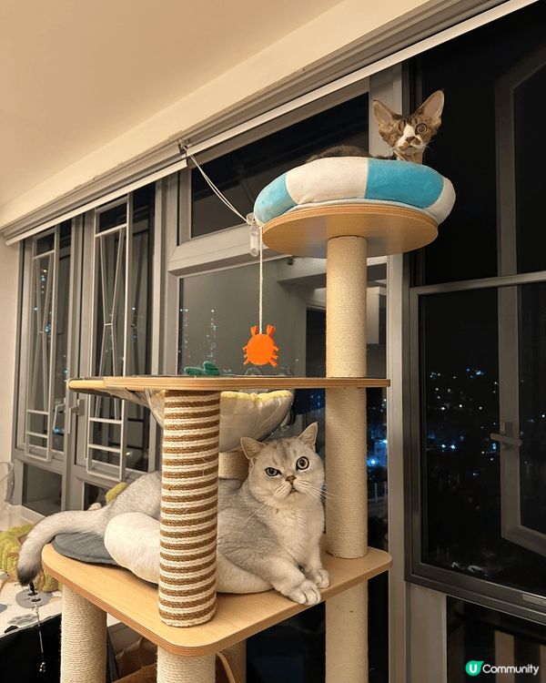 大家好，我哋係 Maze and Mella， 哥哥係 英國...