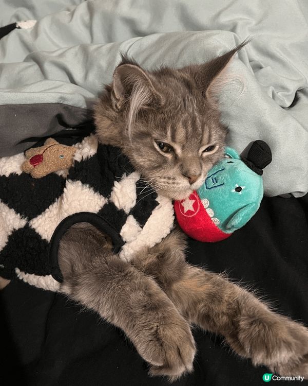 喜歡邊曬太陽邊梳毛，梳毛後就會睡覺:)