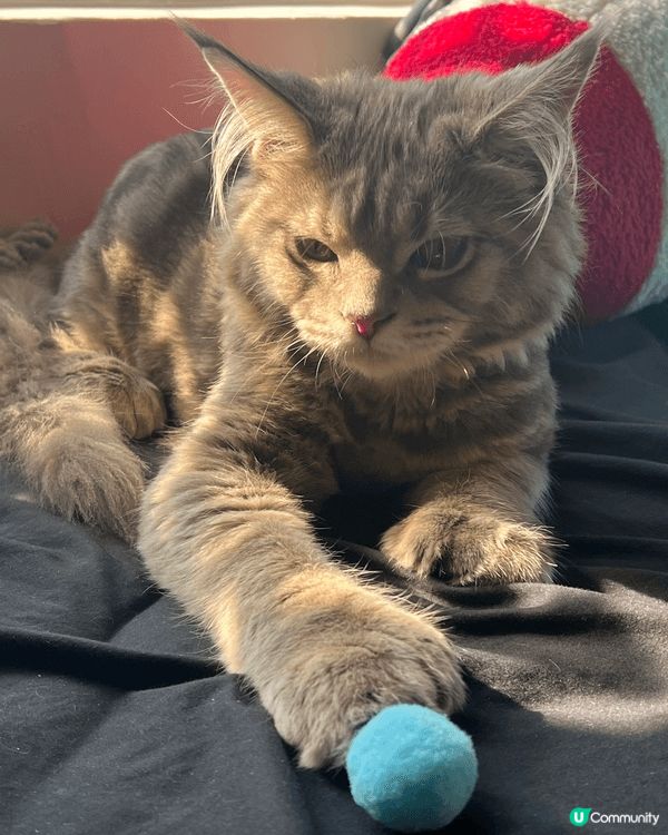 喜歡邊曬太陽邊梳毛，梳毛後就會睡覺:)