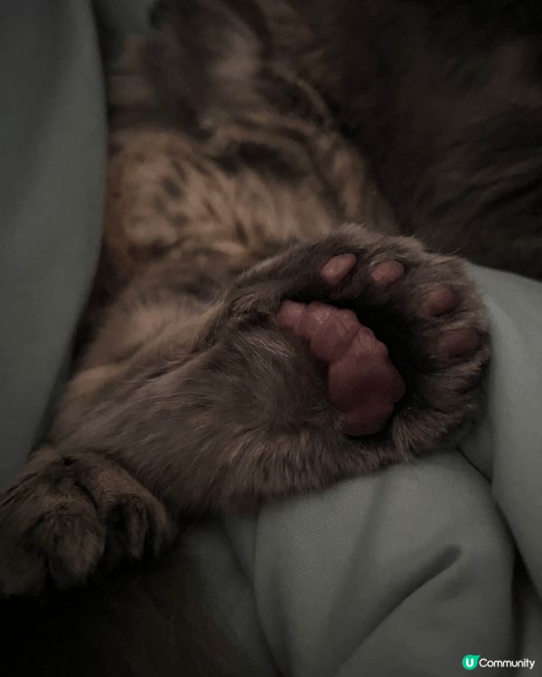 喜歡邊曬太陽邊梳毛，梳毛後就會睡覺:)