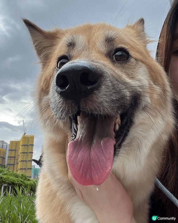 裏面有居家的照片，也有外出時的，圖中都記錄著小露寶幸福的笑容...