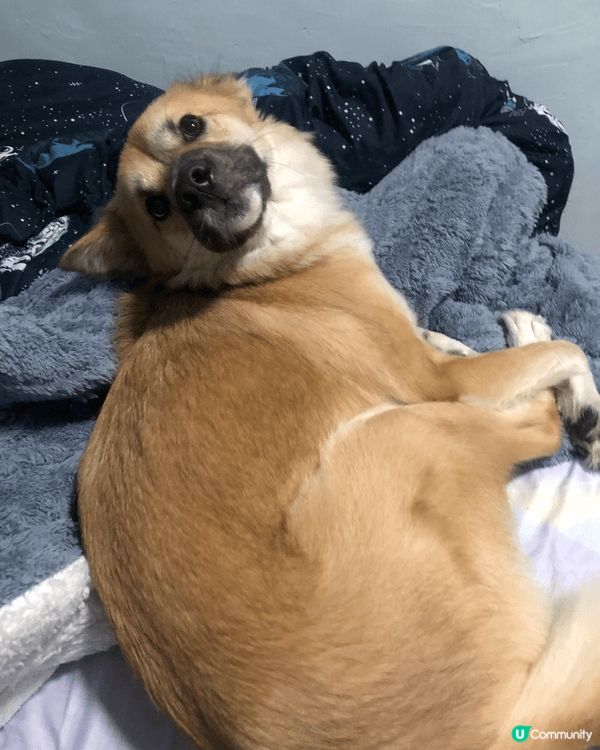 裏面有居家的照片，也有外出時的，圖中都記錄著小露寶幸福的笑容...