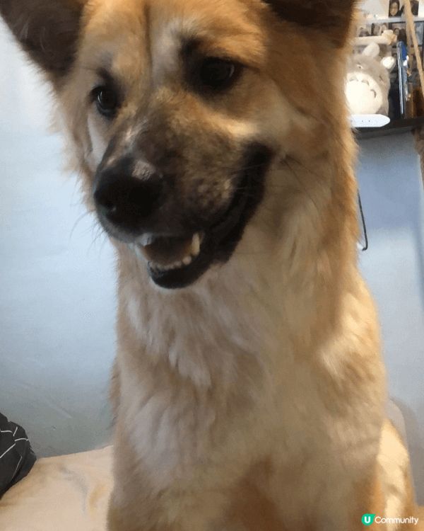 裏面有居家的照片，也有外出時的，圖中都記錄著小露寶幸福的笑容...