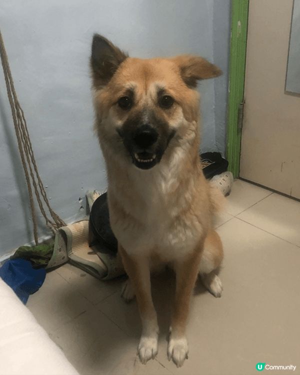 裏面有居家的照片，也有外出時的，圖中都記錄著小露寶幸福的笑容...