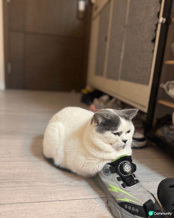 我叫貓仔，主人領養我㗎。我腳仔有時好痕，而家有呢個腳掌腳掌潔...