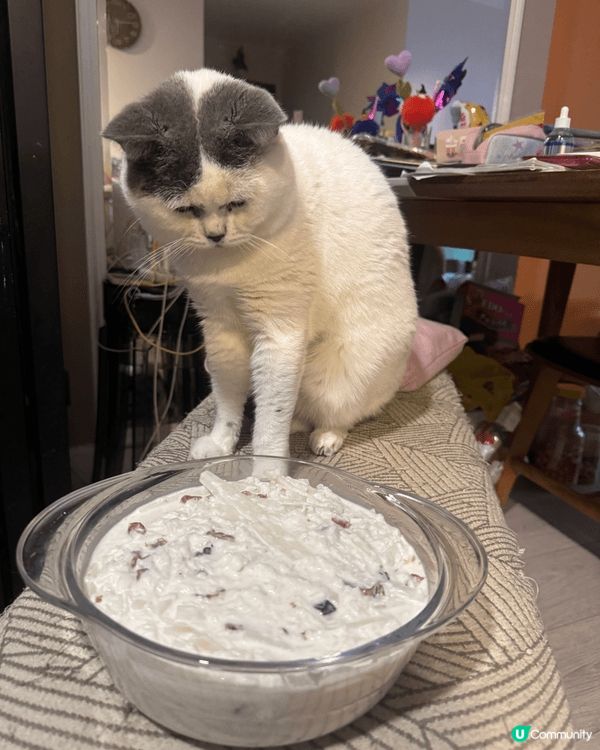 我叫貓仔，主人領養我㗎。我腳仔有時好痕，而家有呢個腳掌腳掌潔...