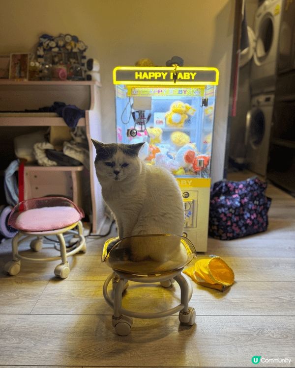 我叫貓仔，主人領養我㗎。我腳仔有時好痕，而家有呢個腳掌腳掌潔...