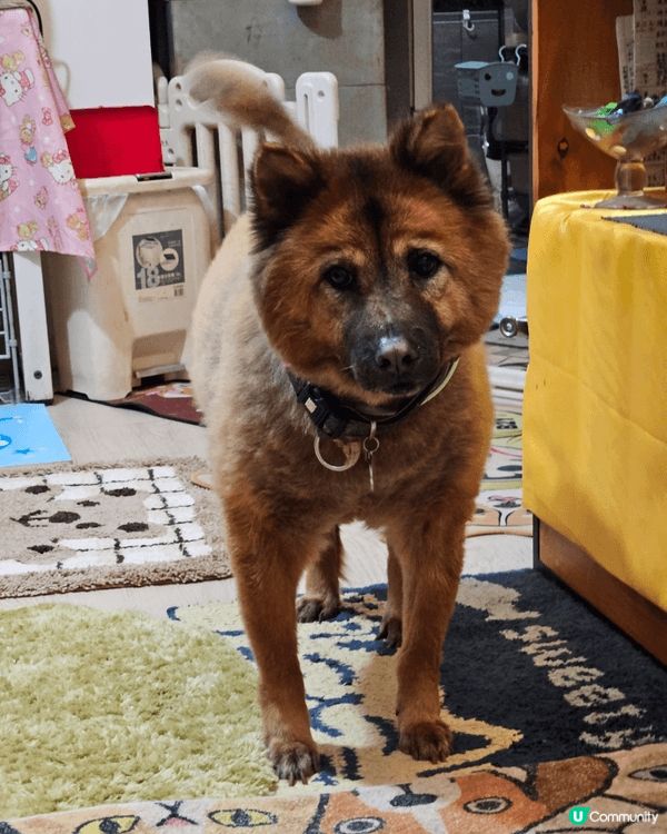 我家兩個乖巧可愛的毛孩