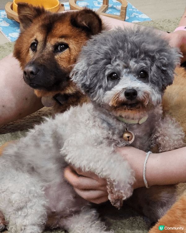 我家兩個乖巧可愛的毛孩