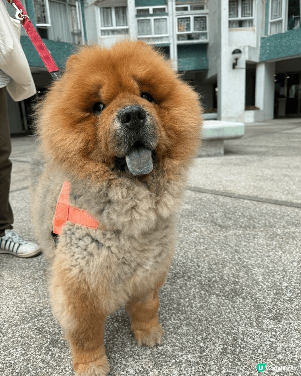 我隻狗狗最鍾意就係行街街，但係街上面咁多細菌，最緊要就係行完...