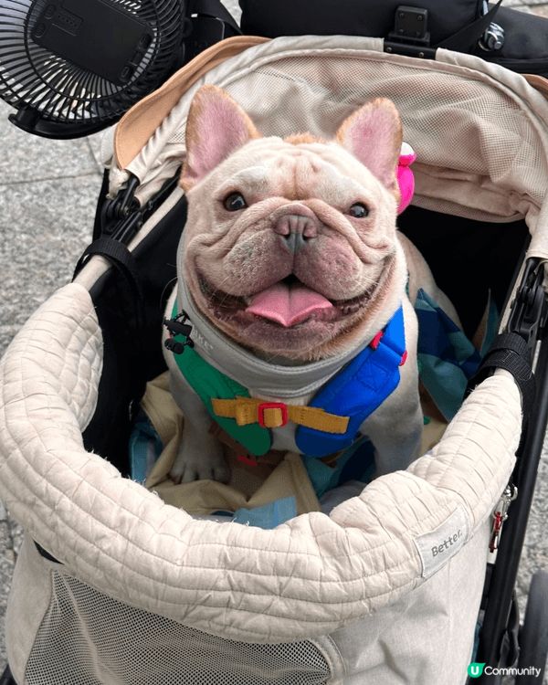 一有機會就會帶狗狗周圍去玩，除咗做陪食專員一齊食飯，仲會去海...