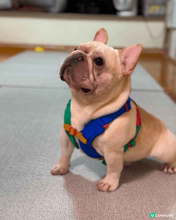 一有機會就會帶狗狗周圍去玩，除咗做陪食專員一齊食飯，仲會去海...